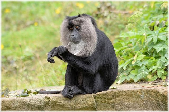 lion-tailed-macaque-216227_640