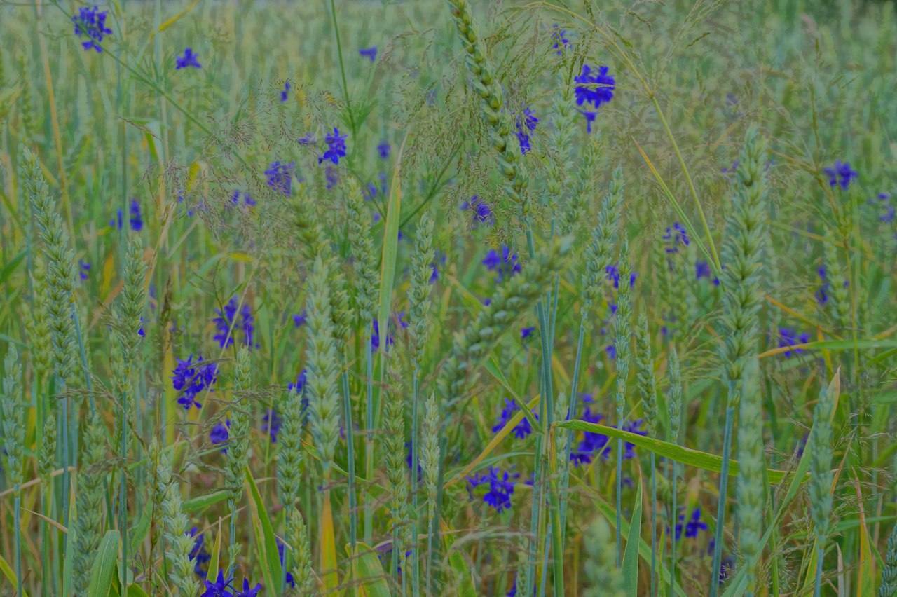 синие цветы любительское фото