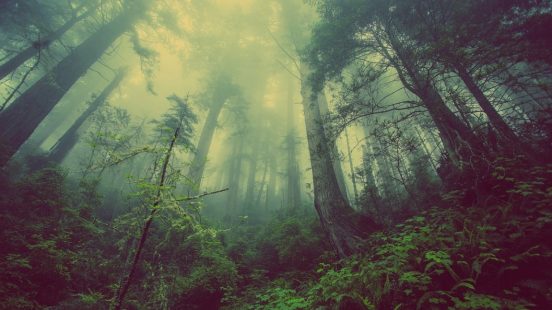 мистический лес