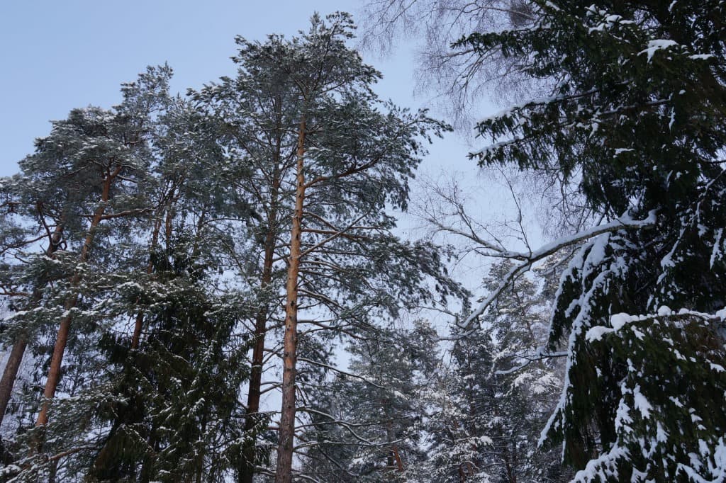 Беловежская пуща зимой