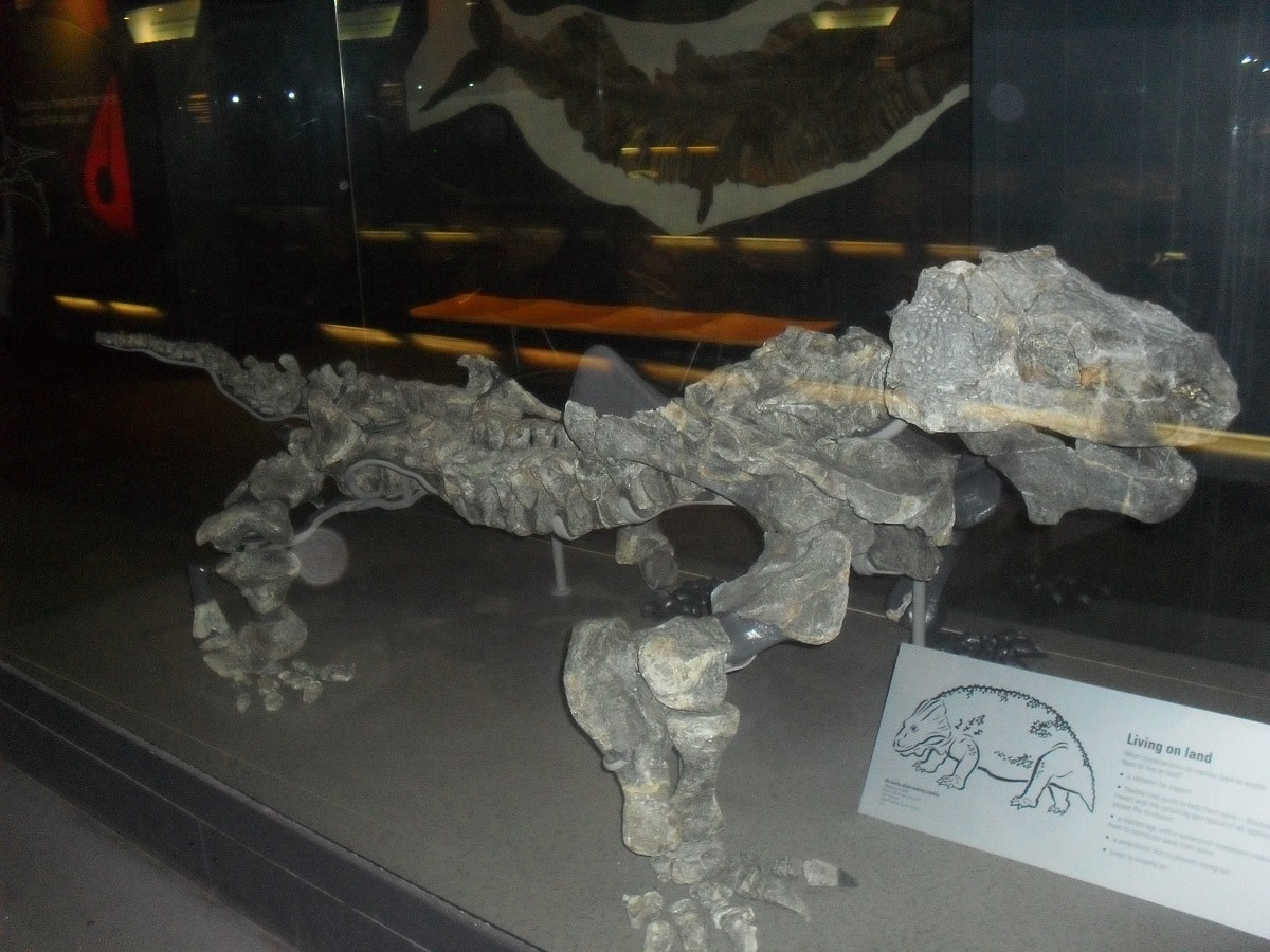 skelet-dinozavra