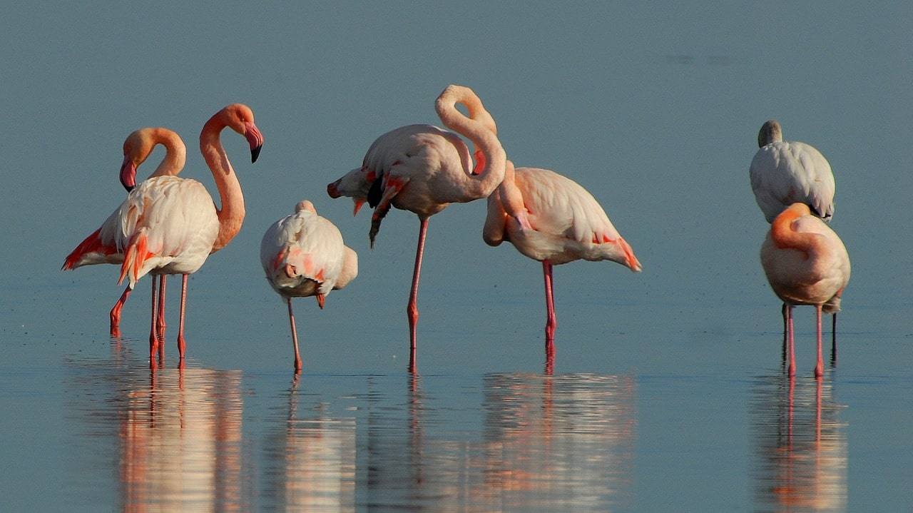 flamingo-v-eilate