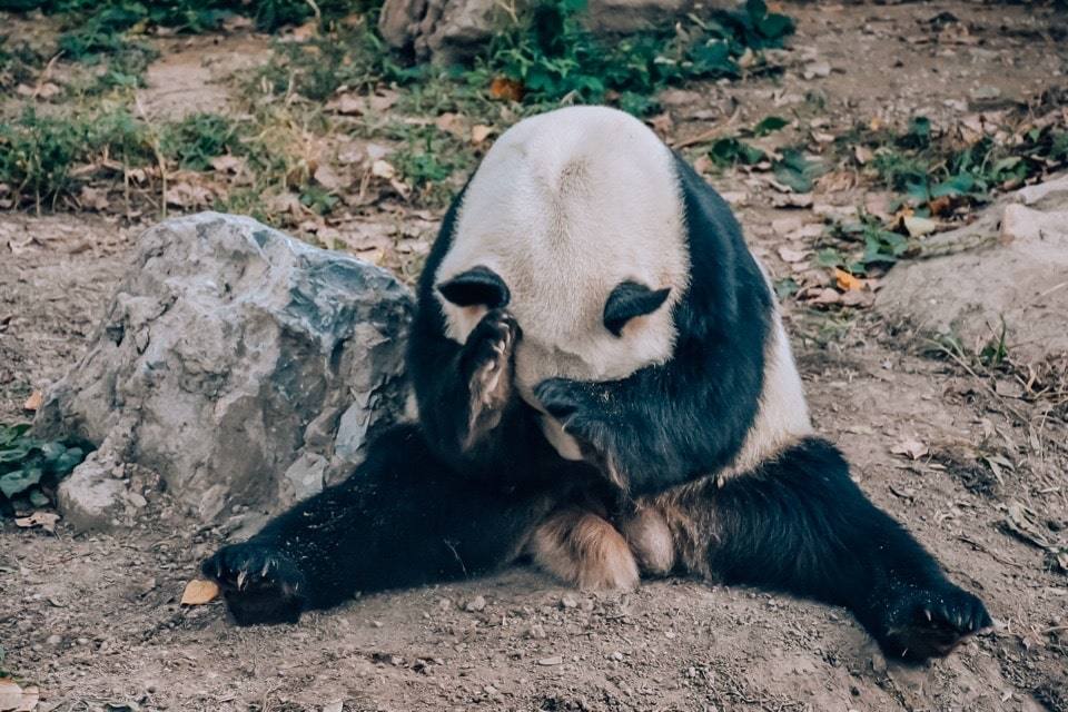 panda-zoopark-pekina