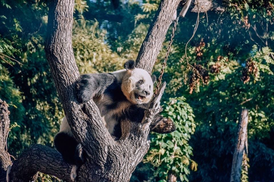 panda-na-dereve