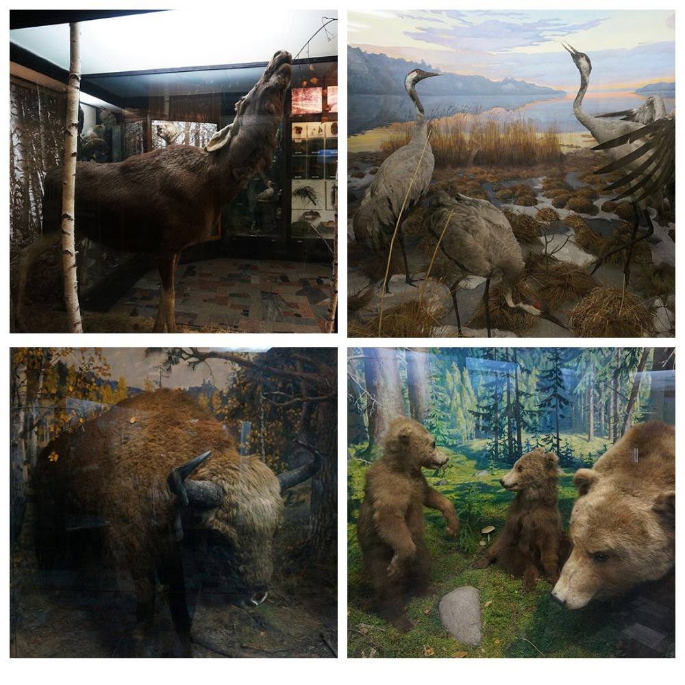 muzey-prirody-minsk