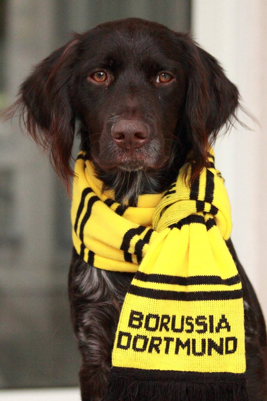 dortmund-borussiya