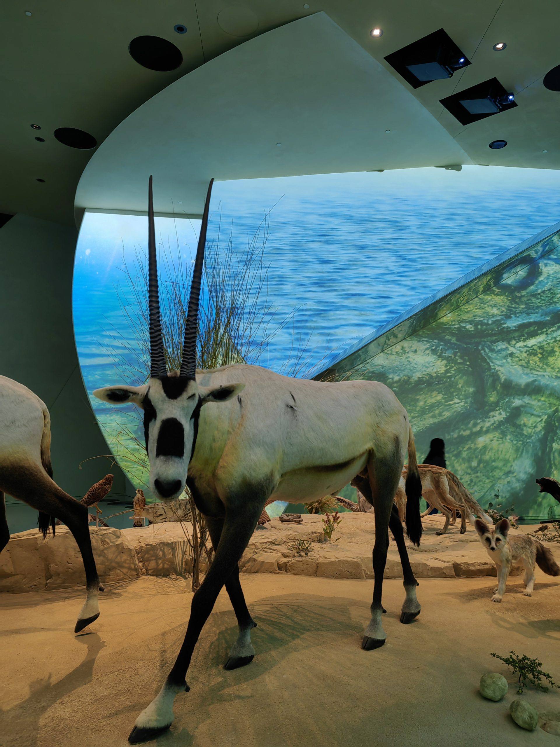 nacionalnyj-muzej-katara-2026