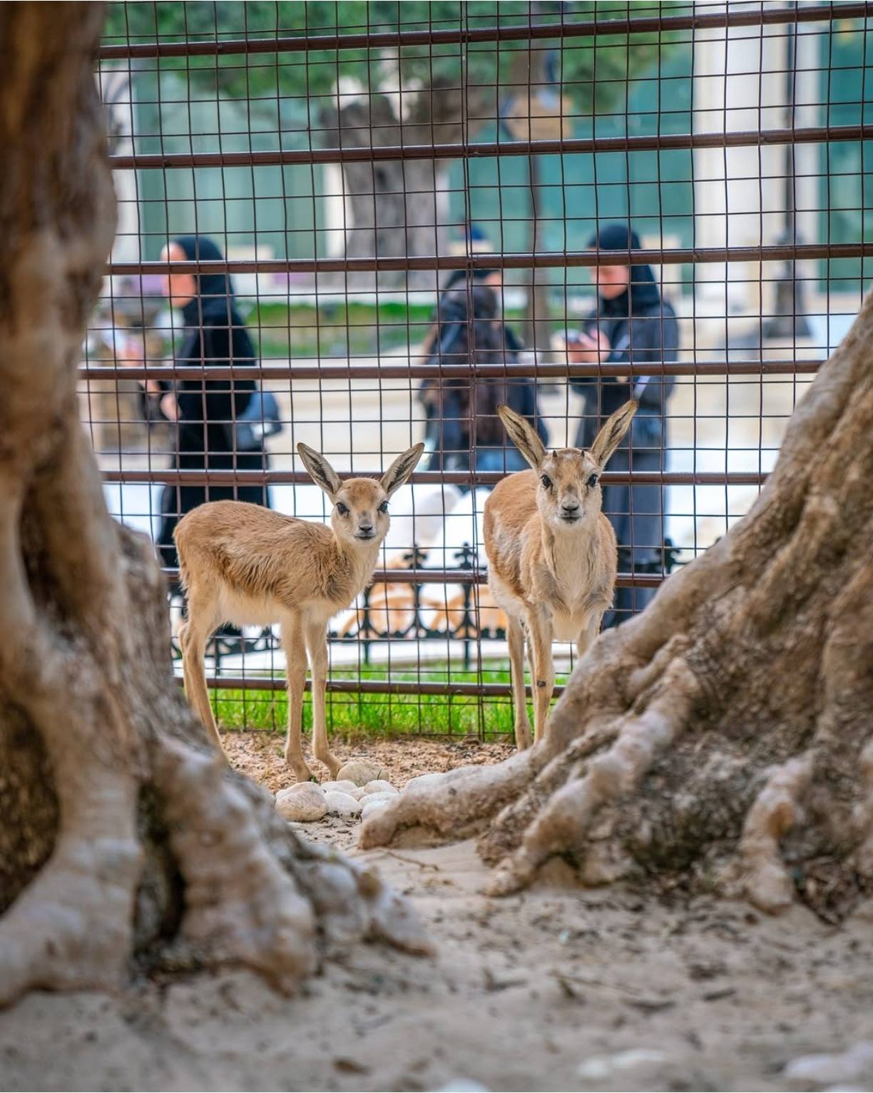 kafe-s-gazeljami-kuda-pojti-s-detmo