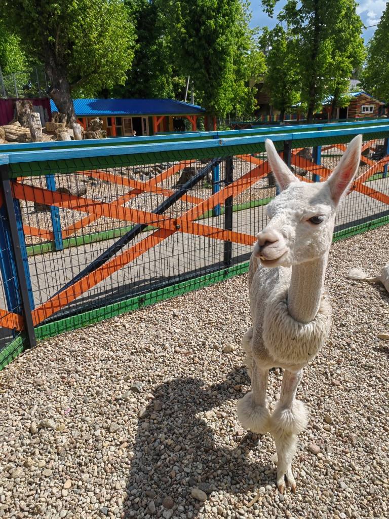 alpaka-park-radoshkovichi