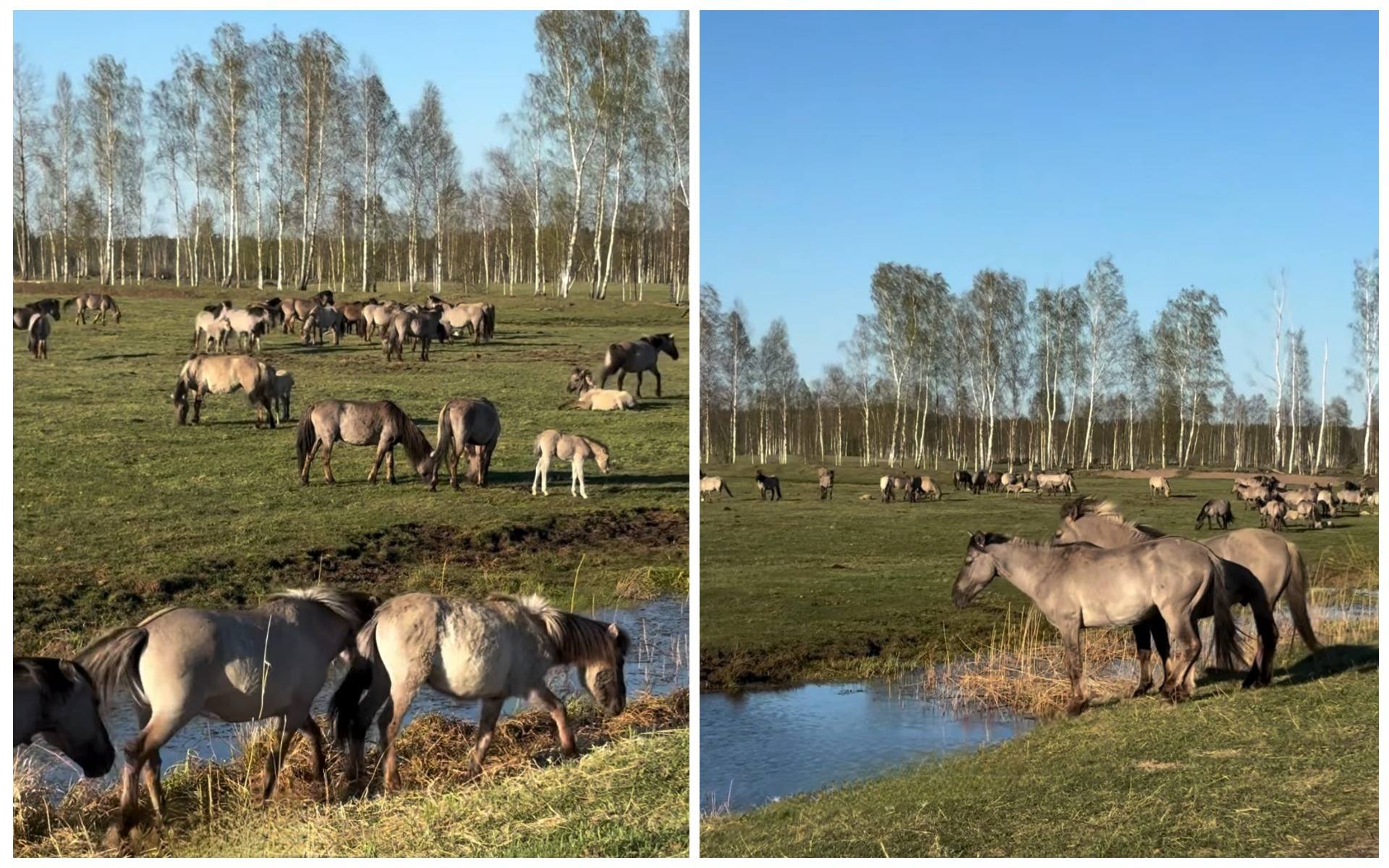 tarpanovidnye-loshdi-nalibokskaya-pushcha