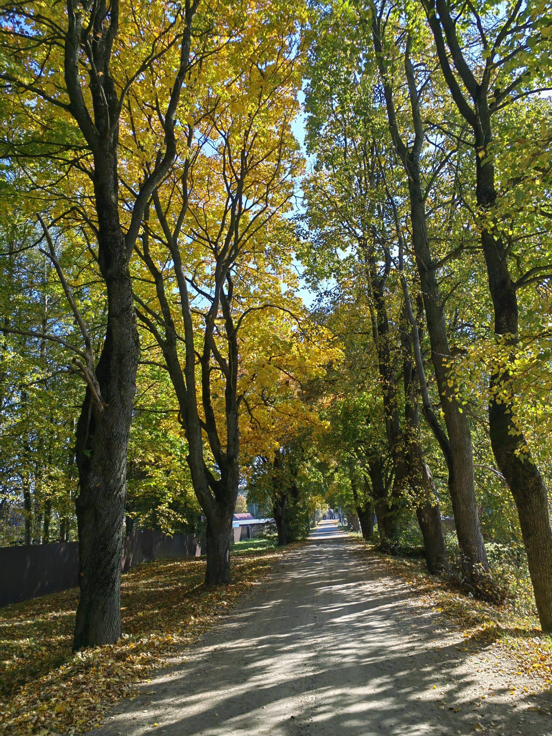 dubovaja-alleja-vozle-dukorskogo-majontka