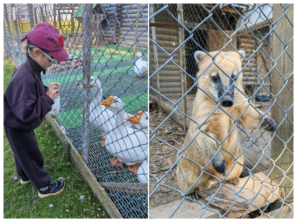 zoopark-dukorskij-majontak